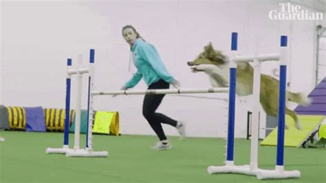 dog show gif